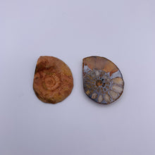 Load image into Gallery viewer, Ammonite Fossil