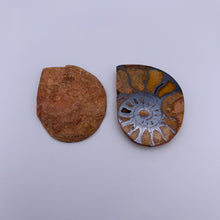 Load image into Gallery viewer, Ammonite Fossil