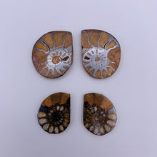 Load image into Gallery viewer, Ammonite Fossil