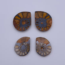 Load image into Gallery viewer, Ammonite Fossil