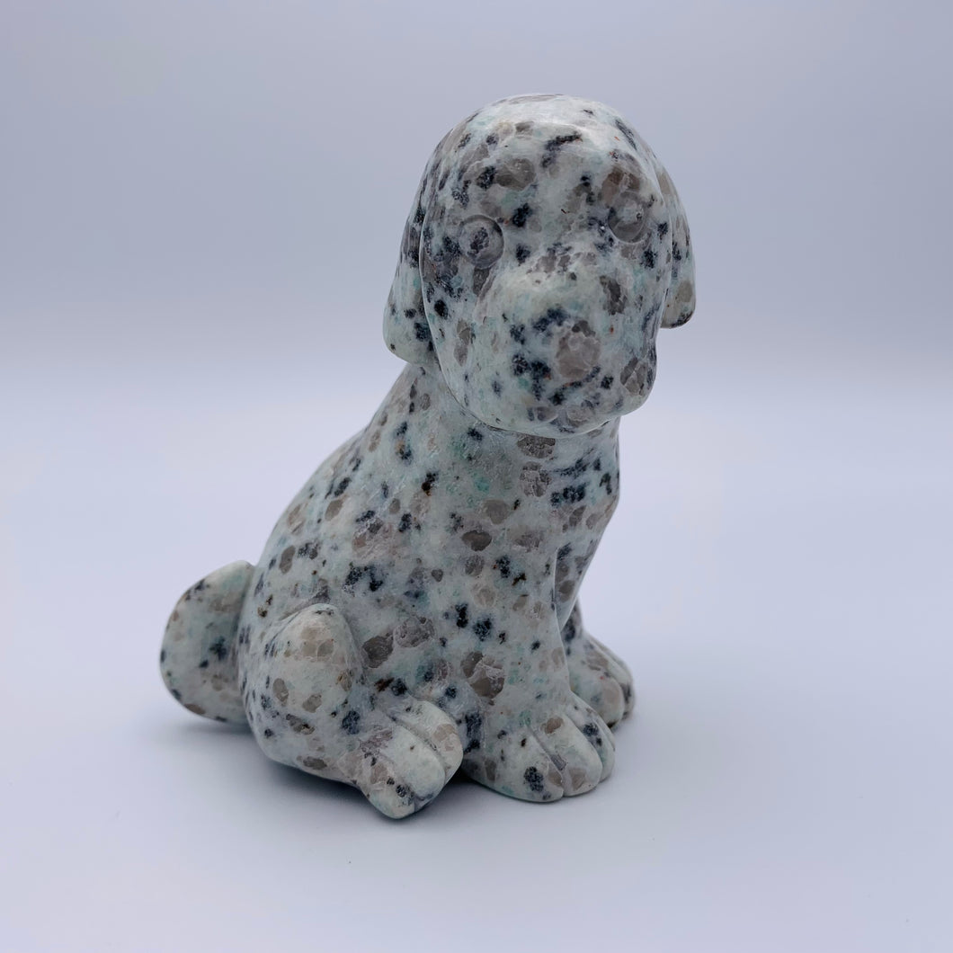 Kiwi Jasper Dog