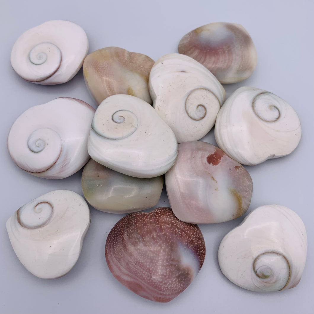 Shiva Shell Heart